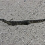 goanna crossing the road