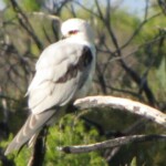 black shouldered kite