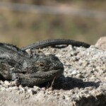 lizard on a paver