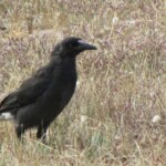 black bird