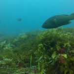 female blue groper