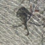 southern fiddler ray (or banjo shark) in the shallows