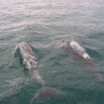dolphins at play