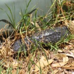 shingleback (sleepy) lizard in the grass