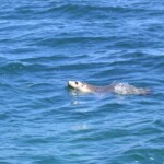 australian sealion